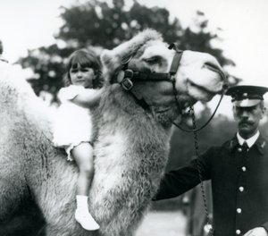 Un gardien avec un chameau de Bactriane qui donne un tour de cou à une jeune fille, zoo de Londres, septembre 1922